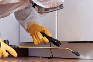 Messie Schädlingsbekämpfung Recklinghausen